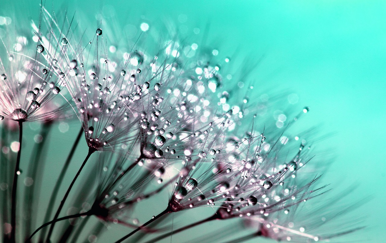 dandelion, 4k wallpaper 1920x1080, seeds