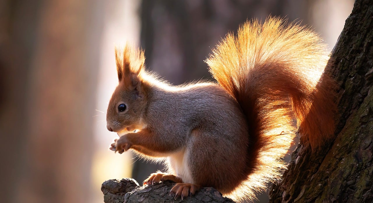 squirrel, full hd wallpaper, animal