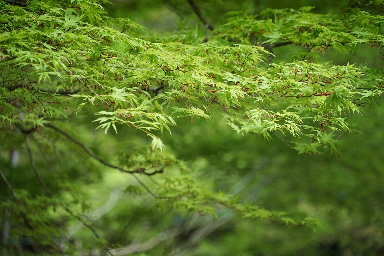 foliage, maple, free background