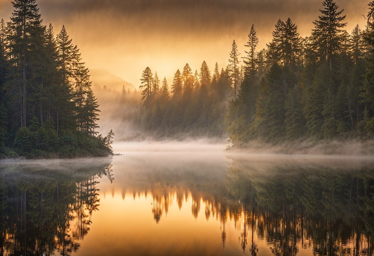 trees, nature background, lake