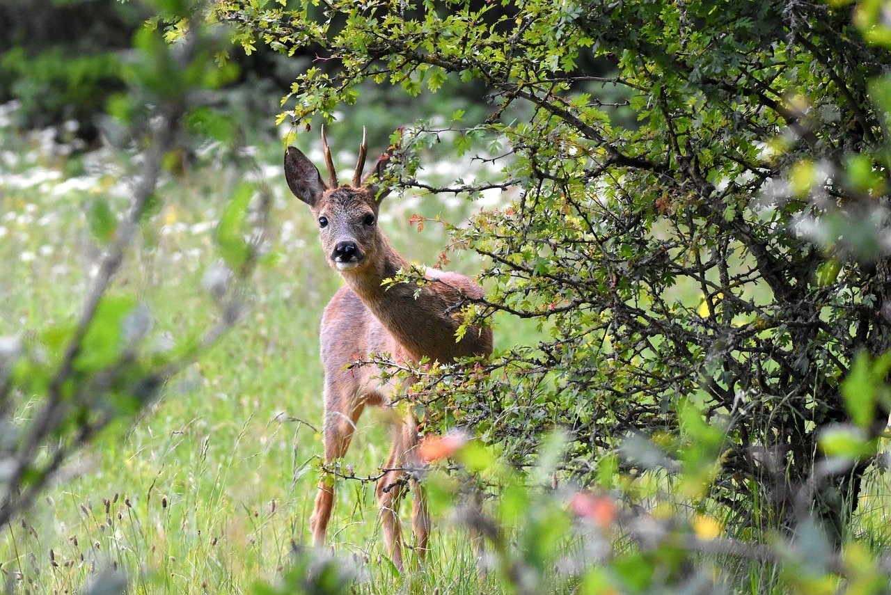 deer, nature, animal