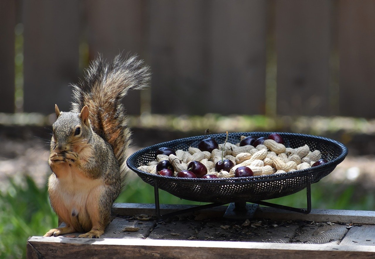 squirrel, windows wallpaper, nature wallpaper