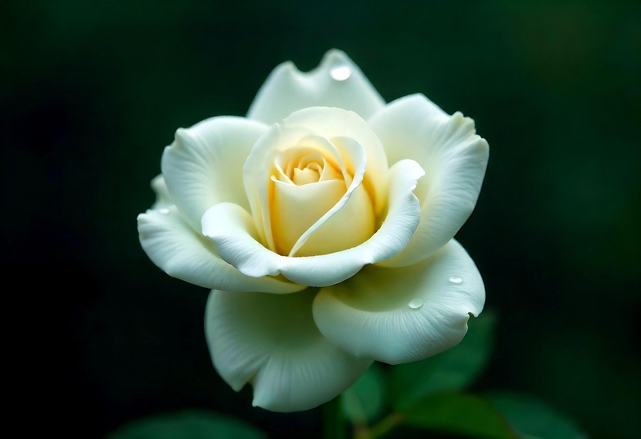 rose, flower, white