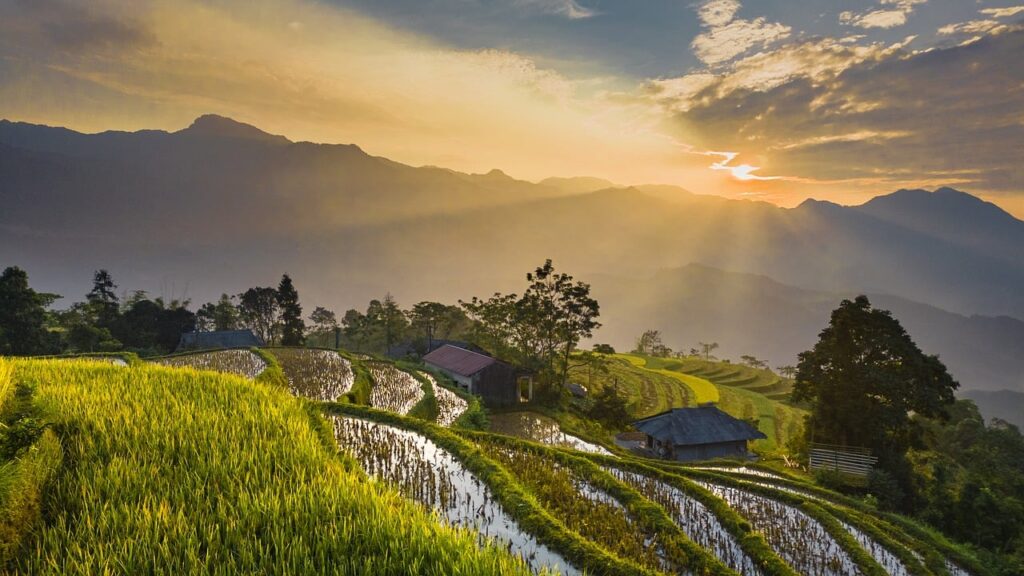 vietnam, sunset, rice fields