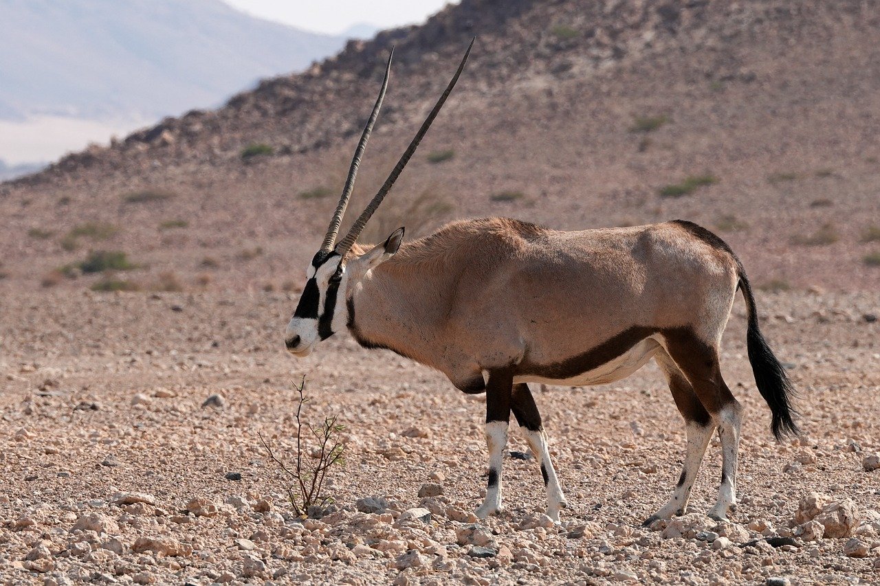 oryx, antelope, africa