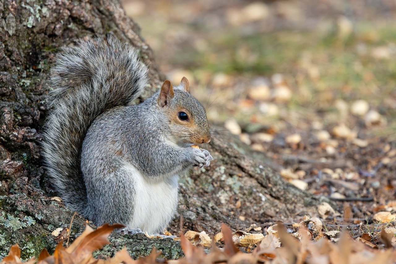 squirrel, eating, nut