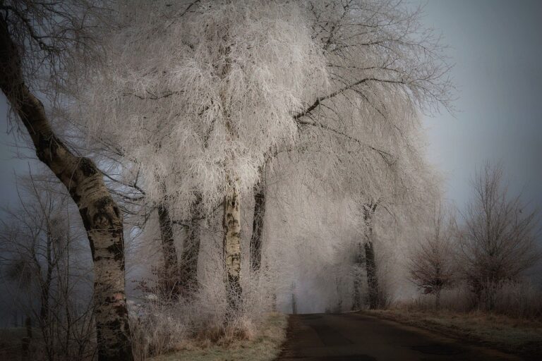 trees, avenue, hoarfrost