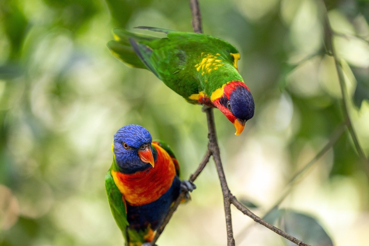 rainbow lorikeets, parrot, lorikeet, nature, australia, wildlife, colourful, australian, rainbow, lory