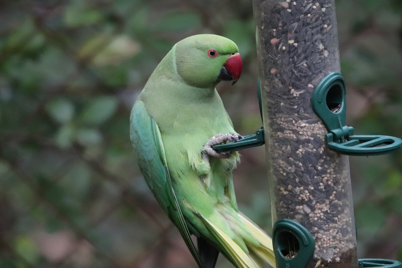 ring-necked parakeet, parakeet, parrot, alexander parakeet, bird, feathers, nature, plumage, beak, feeding place