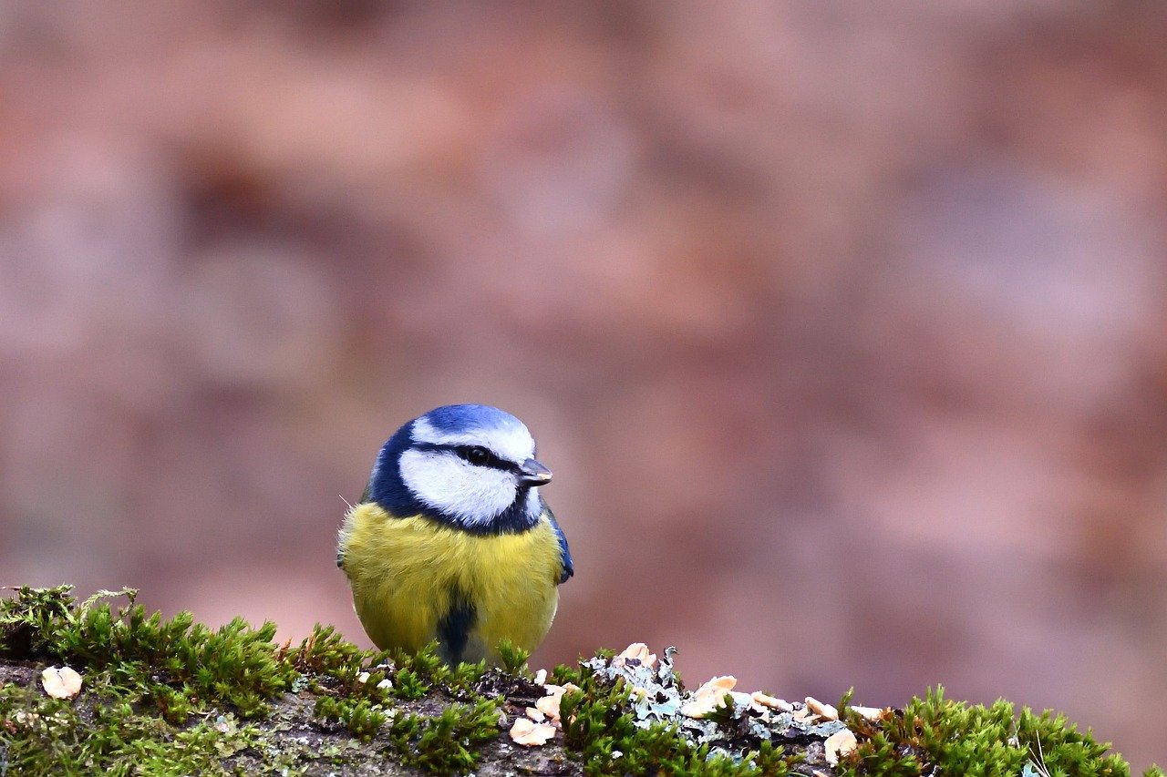 blue tit, bird, animal, feathers, plumage, wildlife, nature, ornithology, winter, sitting, songbird, bird watching, tree