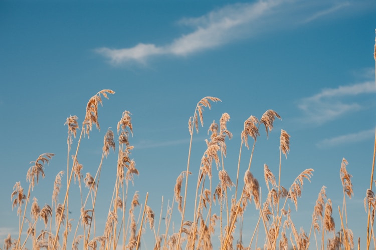 A field of tall grass with a blue sky in the background