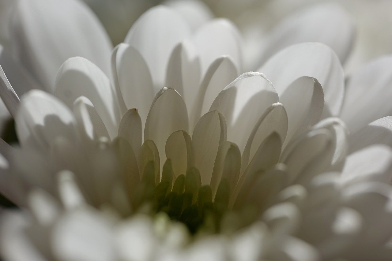 daisy, flower, plant, white flower, beautiful flowers, petals, flower background, bloom, blossom, nature, macro, flower wallpaper, close up, floristry