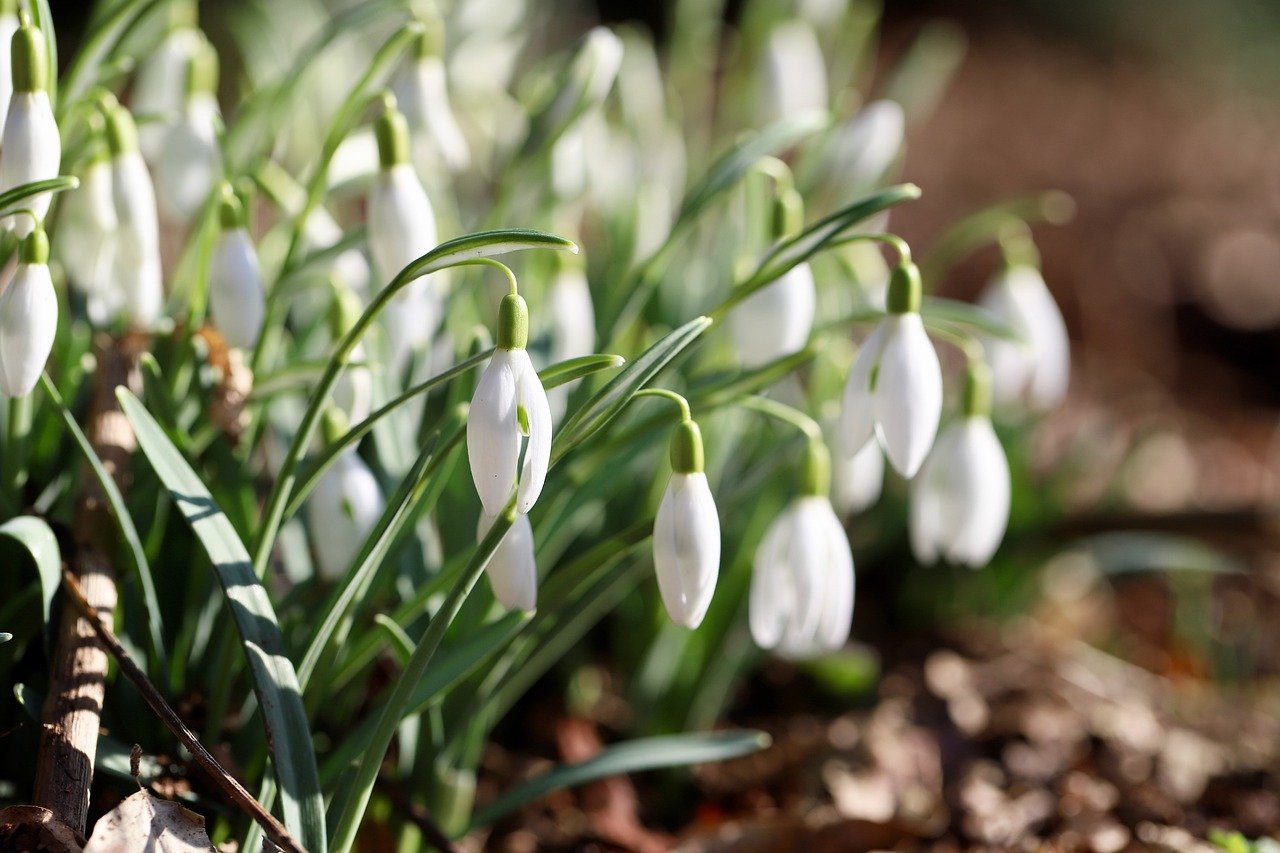 snowdrop, flower background, early bloomer, blossoms, petals, white flower, harbinger of spring, flower wallpaper, beautiful flowers, nature, flower, botany