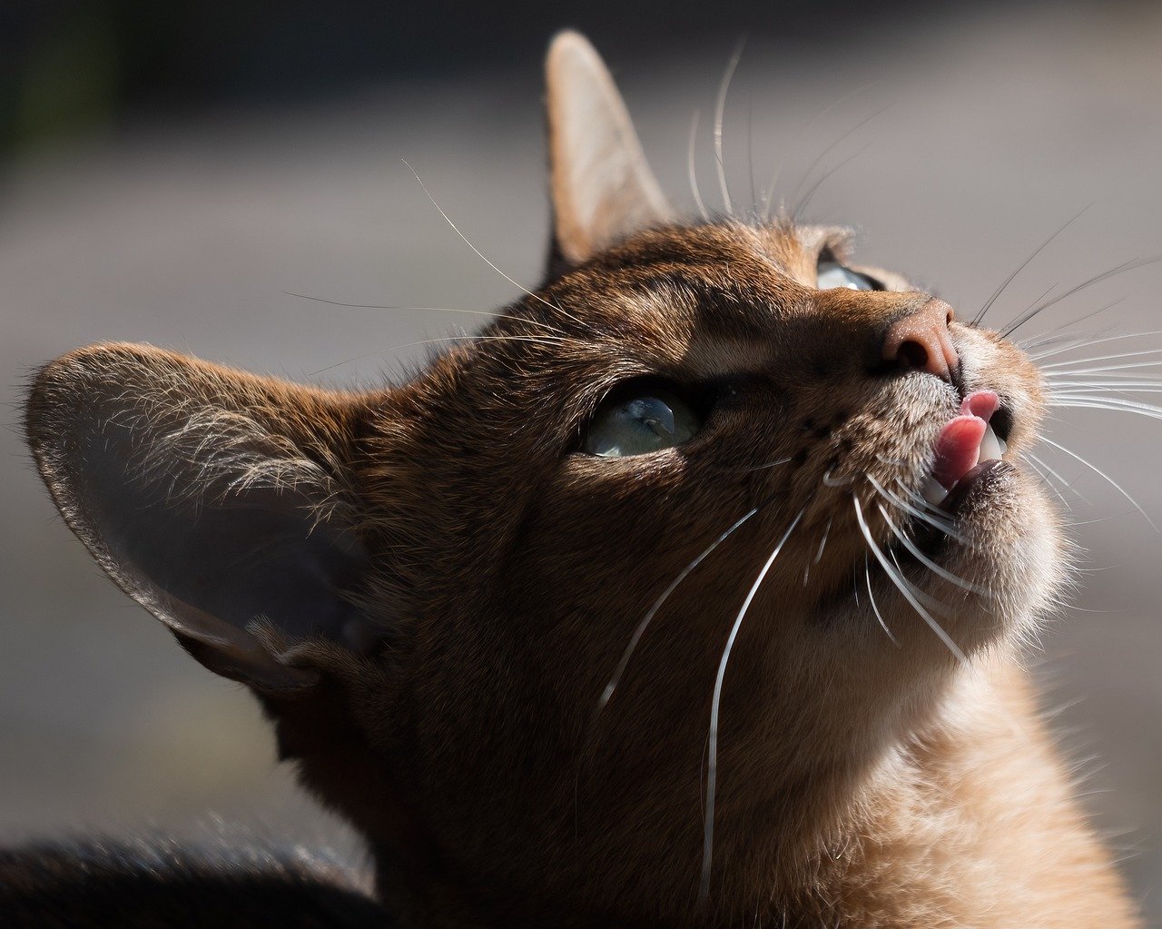 cat, abyssinian, elegant, smooth, curious, active, animal, lively, pet, intelligent, social, affectionate, spirited, playful, agile, attentive, friendly, short-haired, warm hearted, loyal to, charming, energetic, vigilant, noble