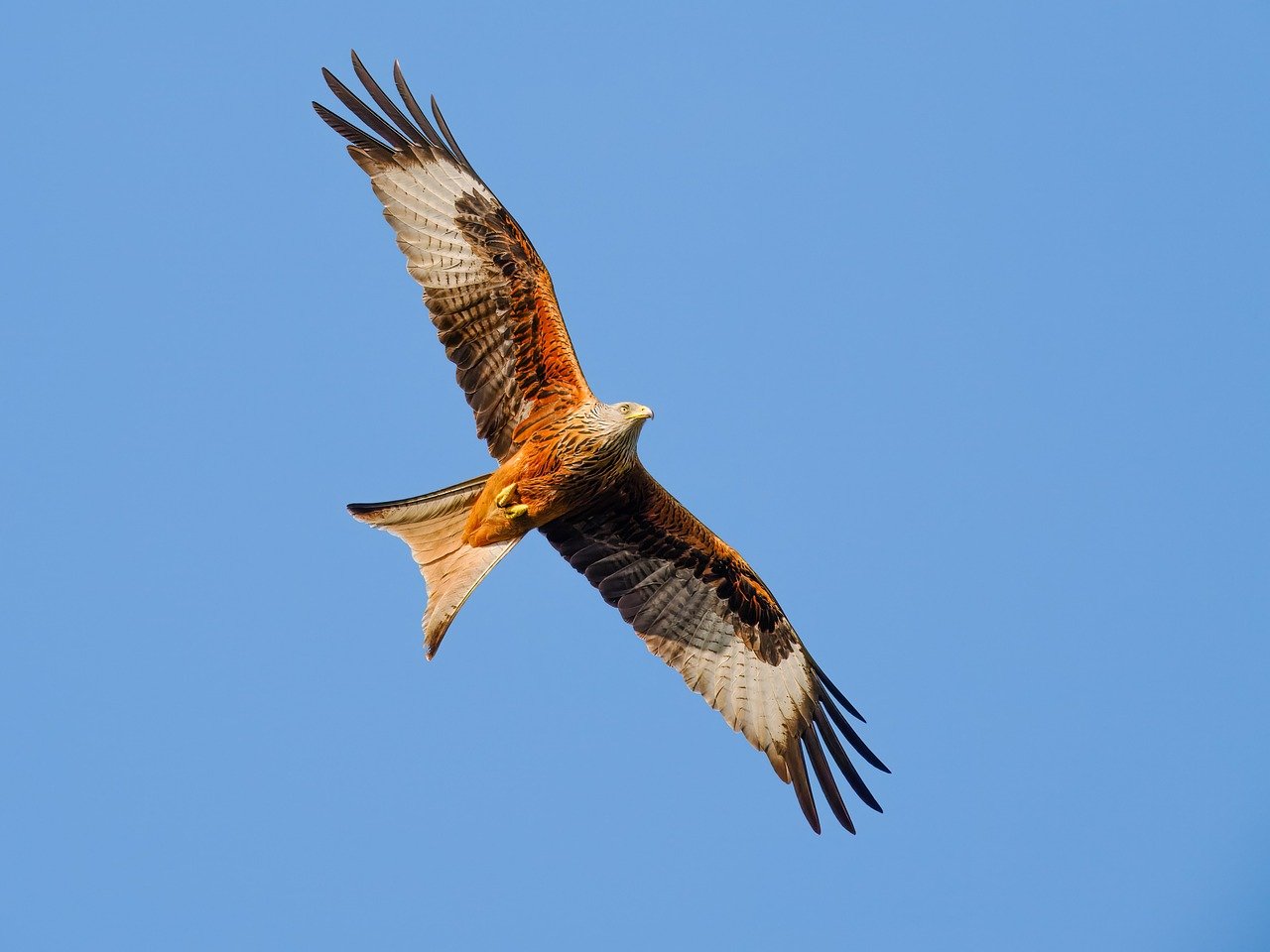 kite, raptor, nature, predator, wildlife, feathers, hunter, plumage, sky, flying, wing, feather, pair, flight, birdwatching, ornithology, avian, bird, red kite
