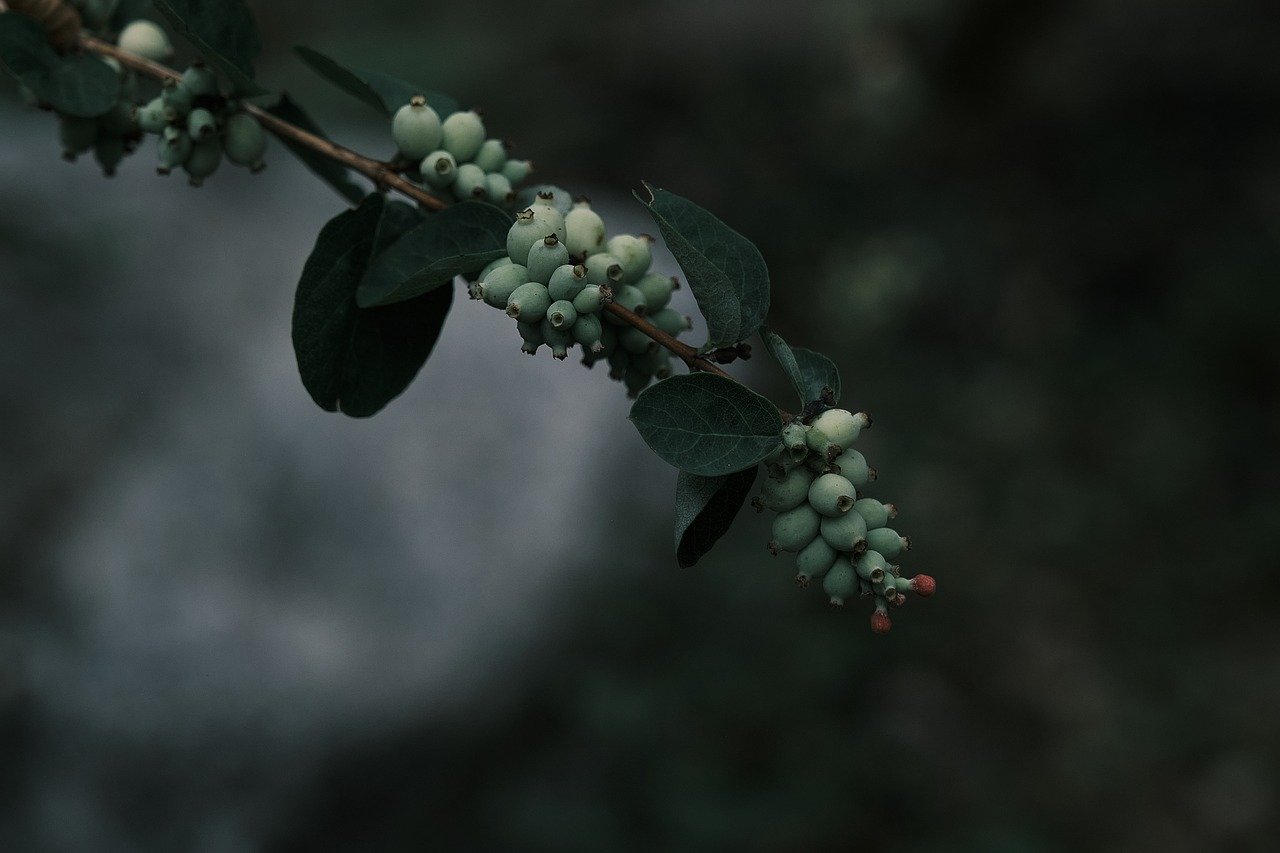 green berries, nature, plant, forest, peaceful, tranquil, close up, wild berries