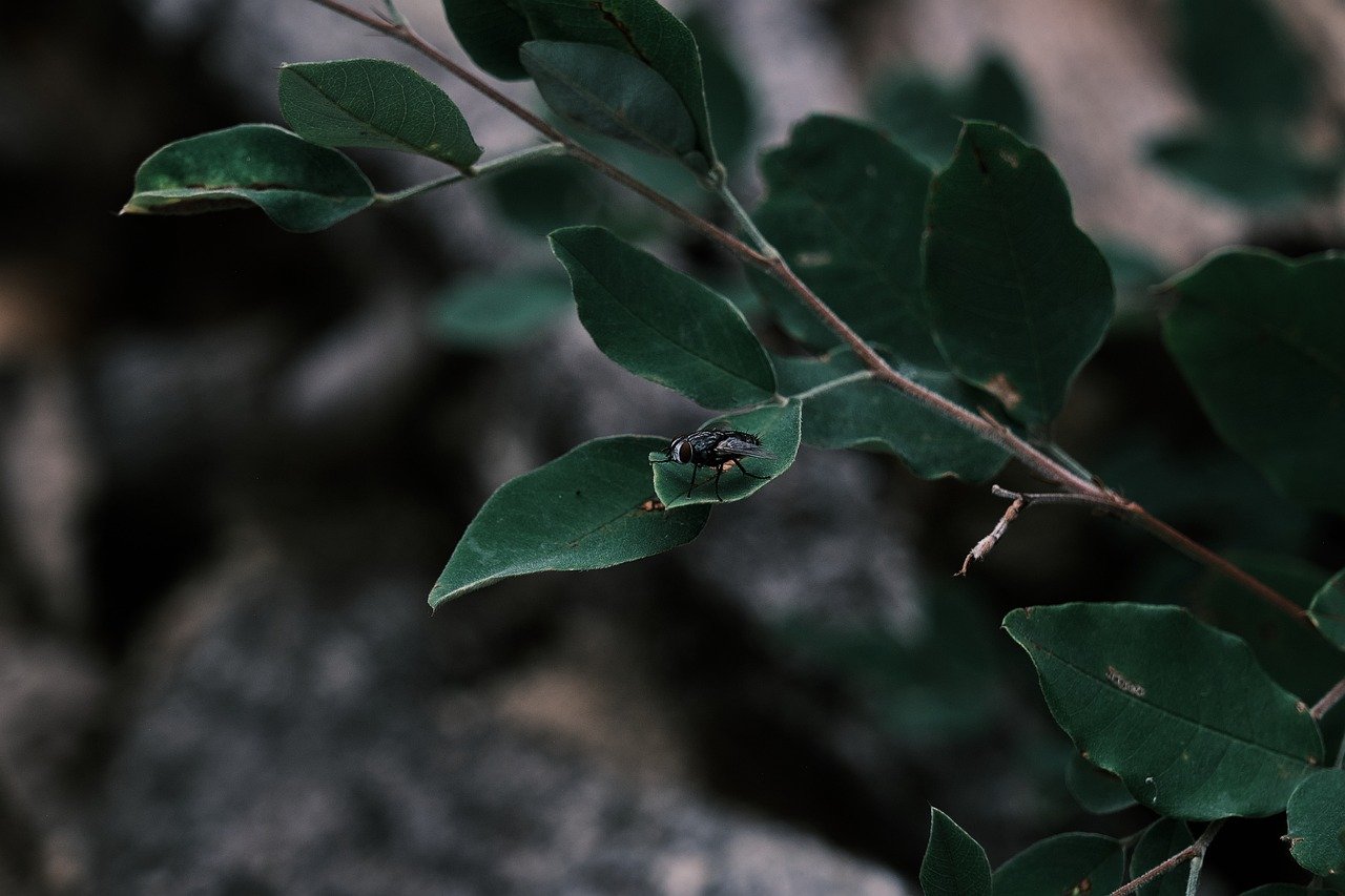 nature, leaves, green, plant, branch, close up, detailed, dark, moody, peaceful