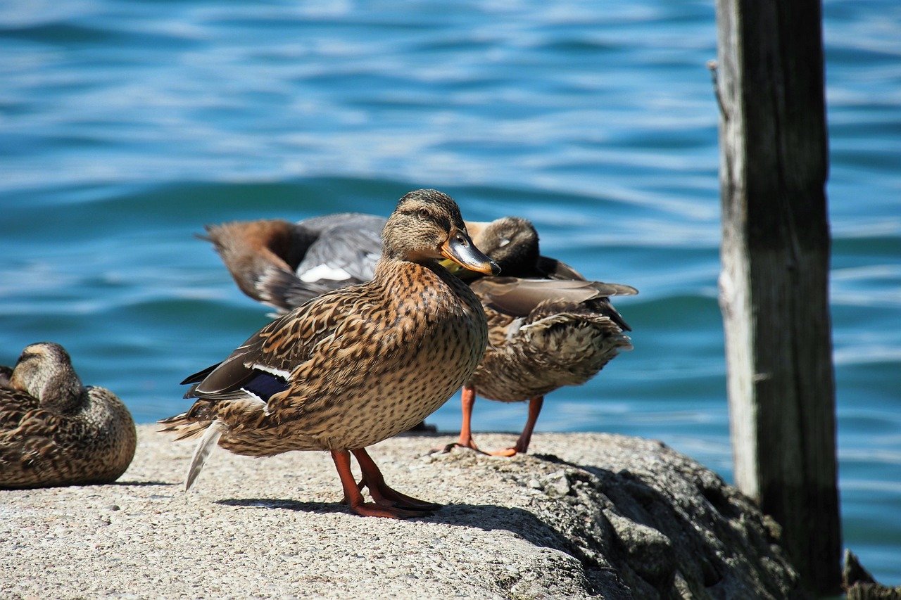ducks, waterfowl, nature, plumage, lake, wildlife, riverbank, water
