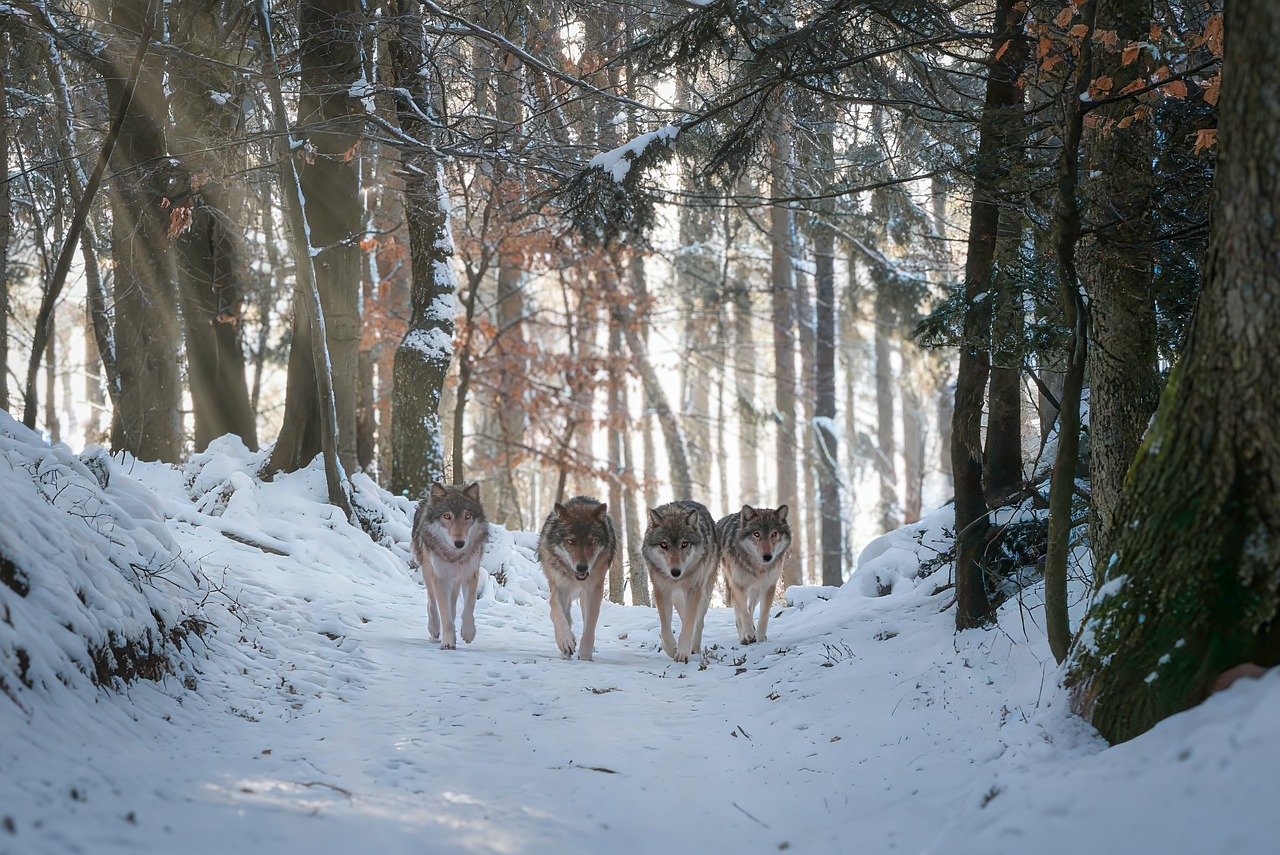 wolves, wolf pack, forest, predator, pack, nature, ai generated