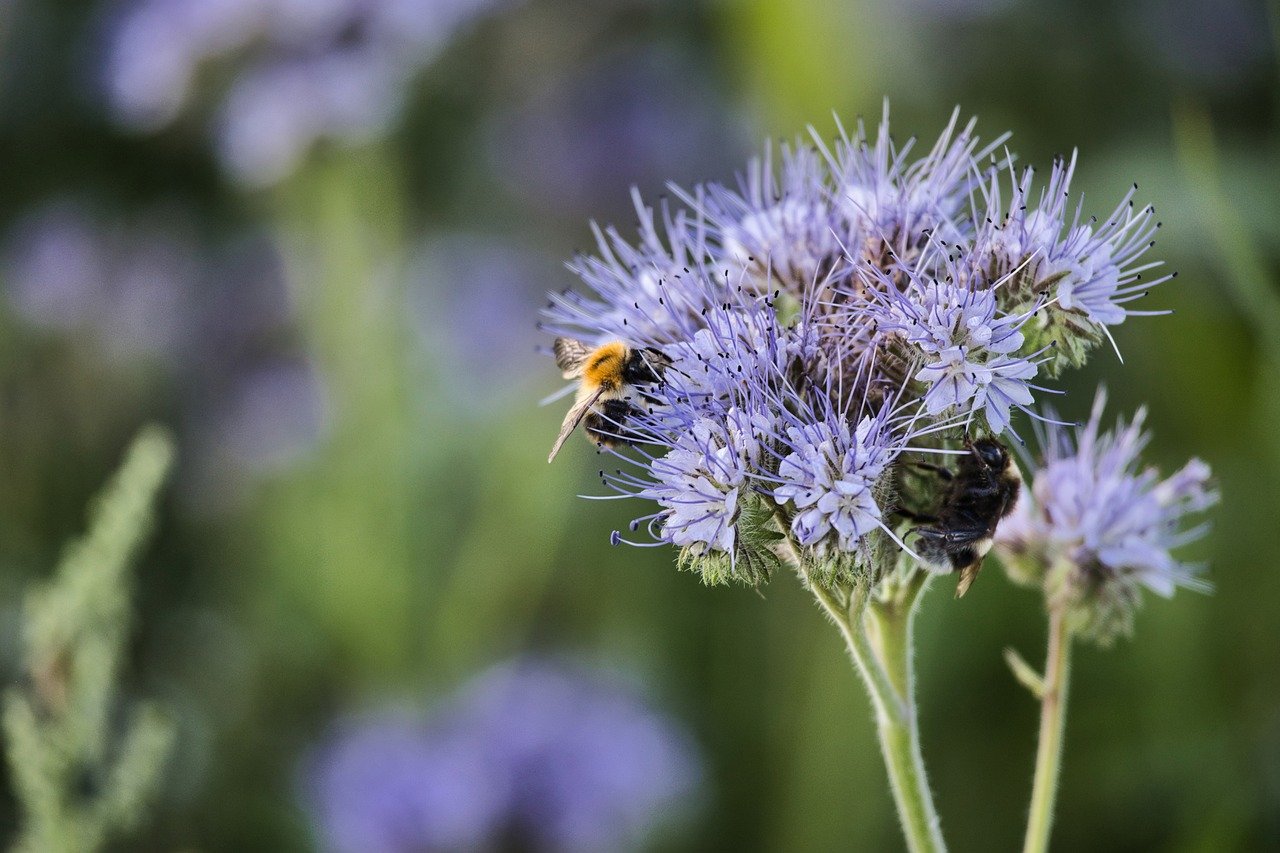 pollinate, pollination, bee, flower, blossom, bloom, field, flora, bumblebee, insect, landscape, nature, nectar, pollen, animal, meadow