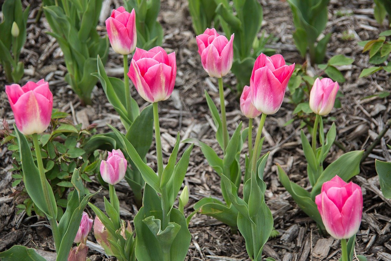 tulips, flower, to bloom, flora, petals, plants, nature, yellow
