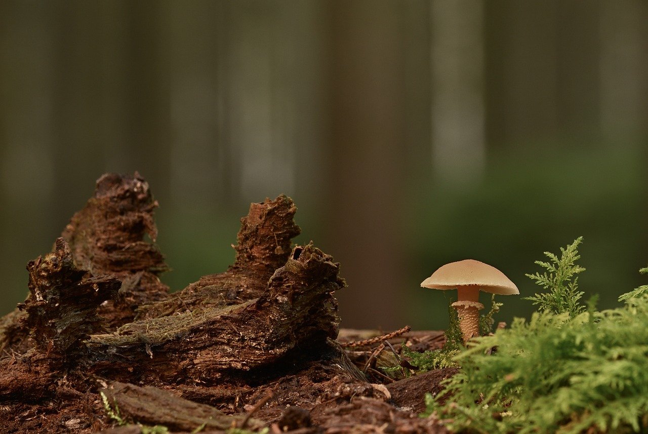 mushroom, fall, forest floor, root, moss, forest, fungal science, fruiting bodies, close up