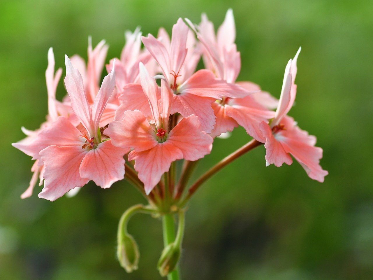 geranium, flower, beautiful flowers, ivy geranium, flower wallpaper, pink, nature, garden, flower background, umbrella, petals