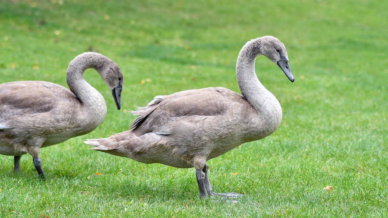 swan, nature, bird, animal, juvenile, small, young, grass, of them