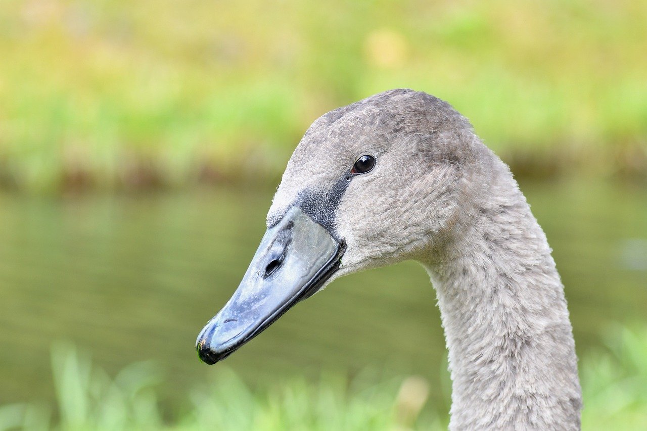 swan, bird, animal, juvenile, young, head, small, nature, green