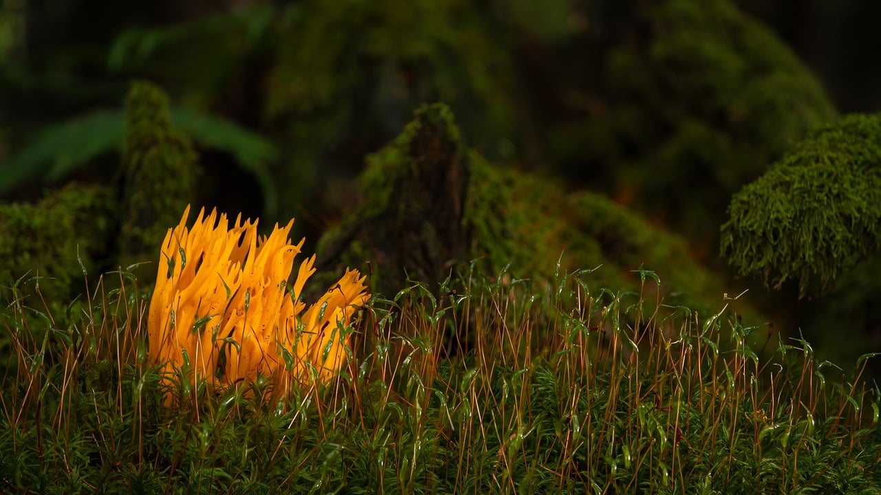 mushroom, coral fungus, forest mushroom, forest floor, moss, nature