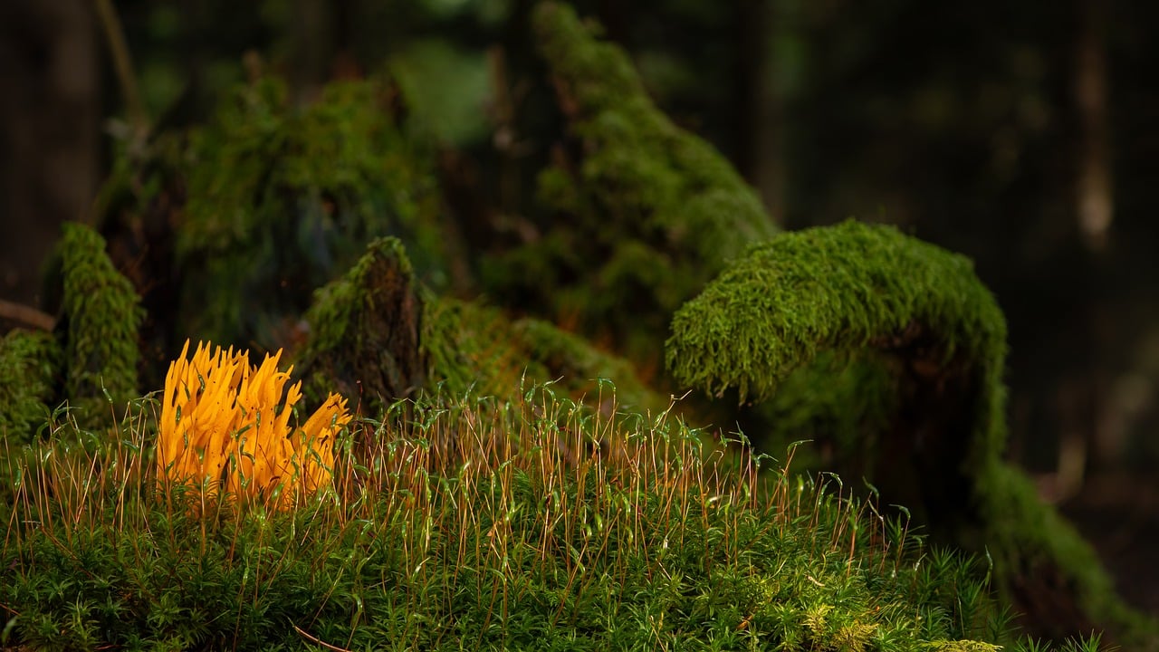 mushroom, coral fungus, forest mushroom, forest floor, moss, nature