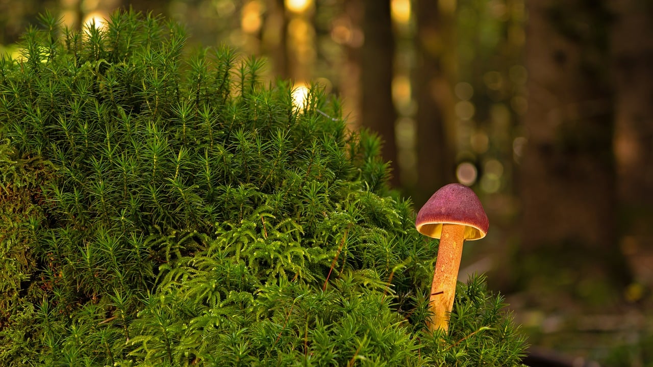 mushroom, forest dwellers, moss, nature, mushroom season, fungal science, disc fungus, fall