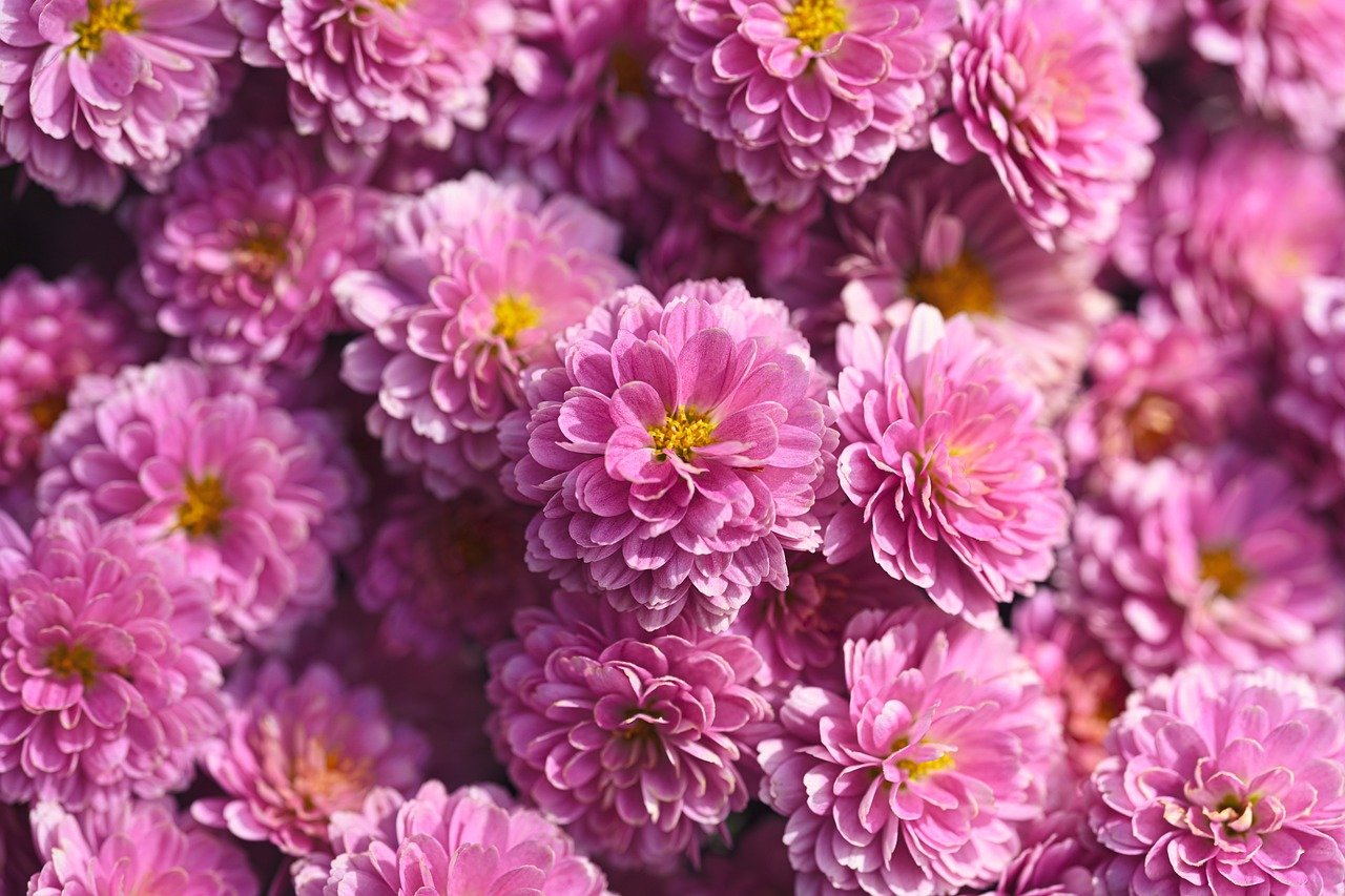 chrysanthemums, flower, nature, flower background, flower wallpaper, flora, hd wallpaper, garden, blossom, beautiful flowers, bloom, petals, plants, pink