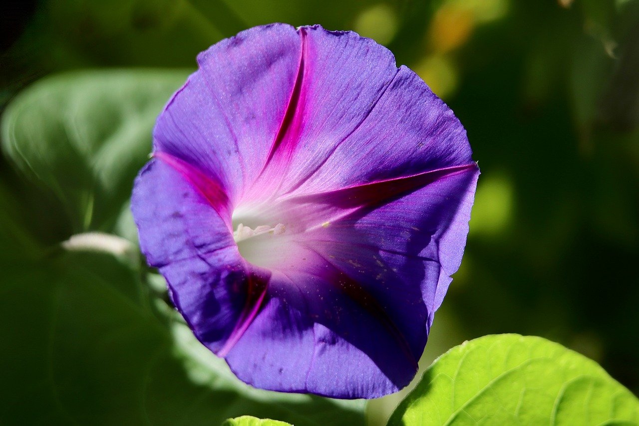 purple pageantry winds, bindweed, climber plant, purple flower, calyx, violet, pink, beautiful flowers, flower wallpaper, hd wallpaper, background, winds