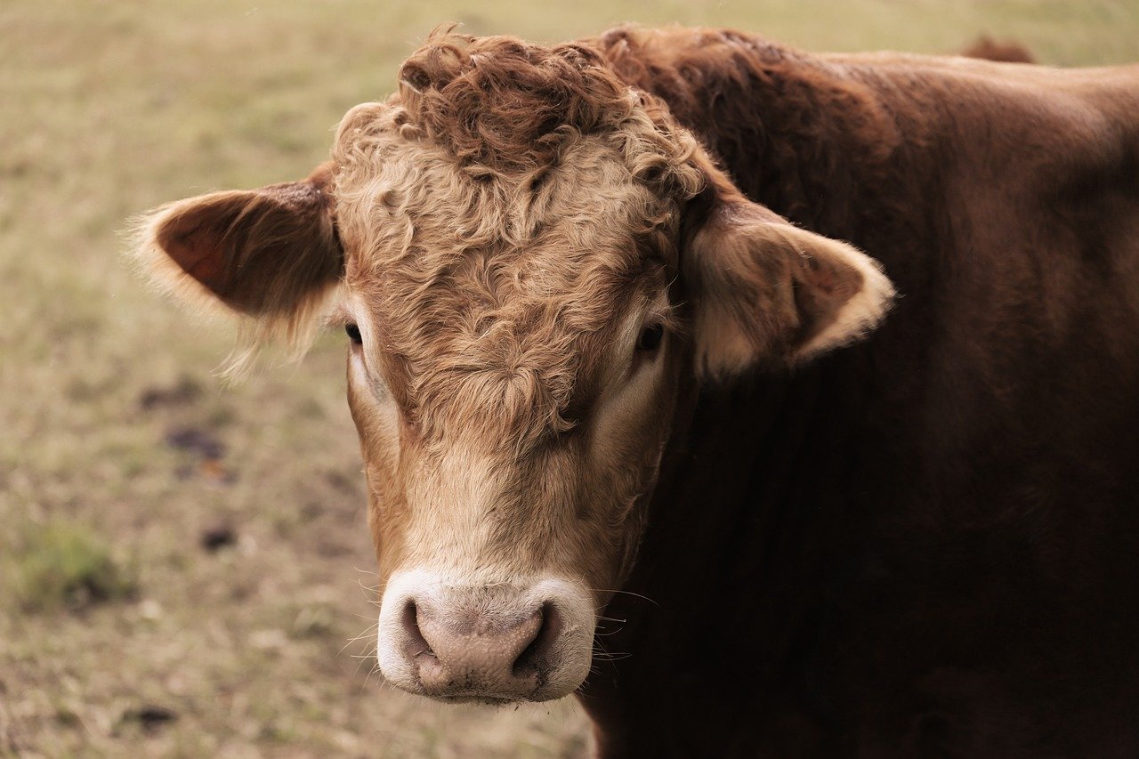 pasture paddock, beef, cow, nature, cattle, animal, bovine, agriculture, yak, horns, pasture, highland cattle, ruminant, buffalo, barn, farm animal, scotland, calf, mammal, farm yard, allgäu
