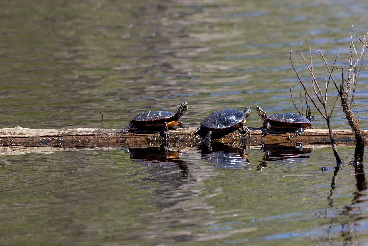hd, cool backgrounds, laptop wallpaper, wallpaper, wallpaper hd, windows wallpaper, ornithology, birds, 4k wallpaper 1920x1080, wallpaper 4k, hd wallpaper, nature, free background, wildlife, 4k wallpaper, free wallpaper, mac wallpaper, desktop backgrounds, turtles, full hd wallpaper, beautiful wallpaper, pond