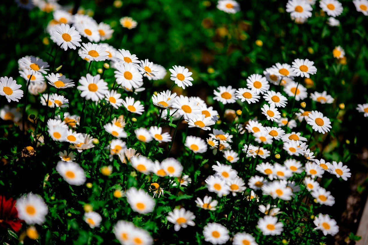 flower, flower wallpaper, flora, flower background, nature, landscape, colorful, green, beautiful flowers, purple, white, daisy