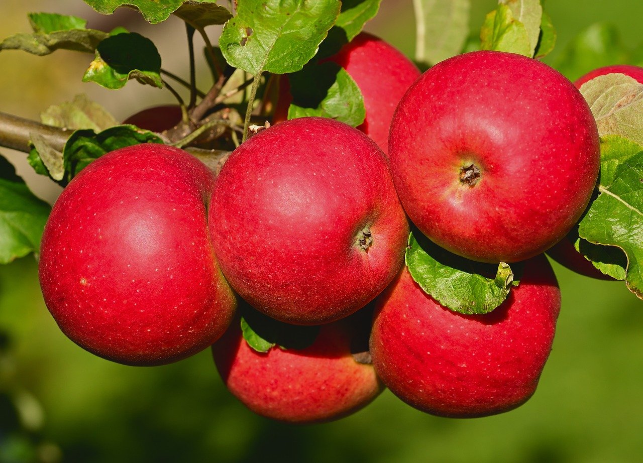 apples, fruit, harvest, apple tree, fresh, healthy, ripe, red