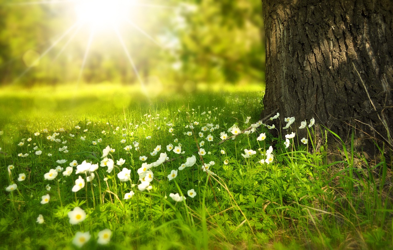 flowers, flower wallpaper, meadow, sunlight, flower background, summer, light, rays, beams, wildlflowers, bloom, blossom, white flowers, beautiful flowers, wild grass, nature