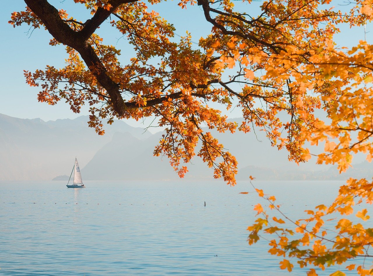 autumn, fall, gold, yellow, orange, foliage, leaves, tree, branch, nature, landscape, water, lake, sailboat, sailing, boat, calm, serene, peaceful, tranquil, mist, haze, fog, mountains, alps