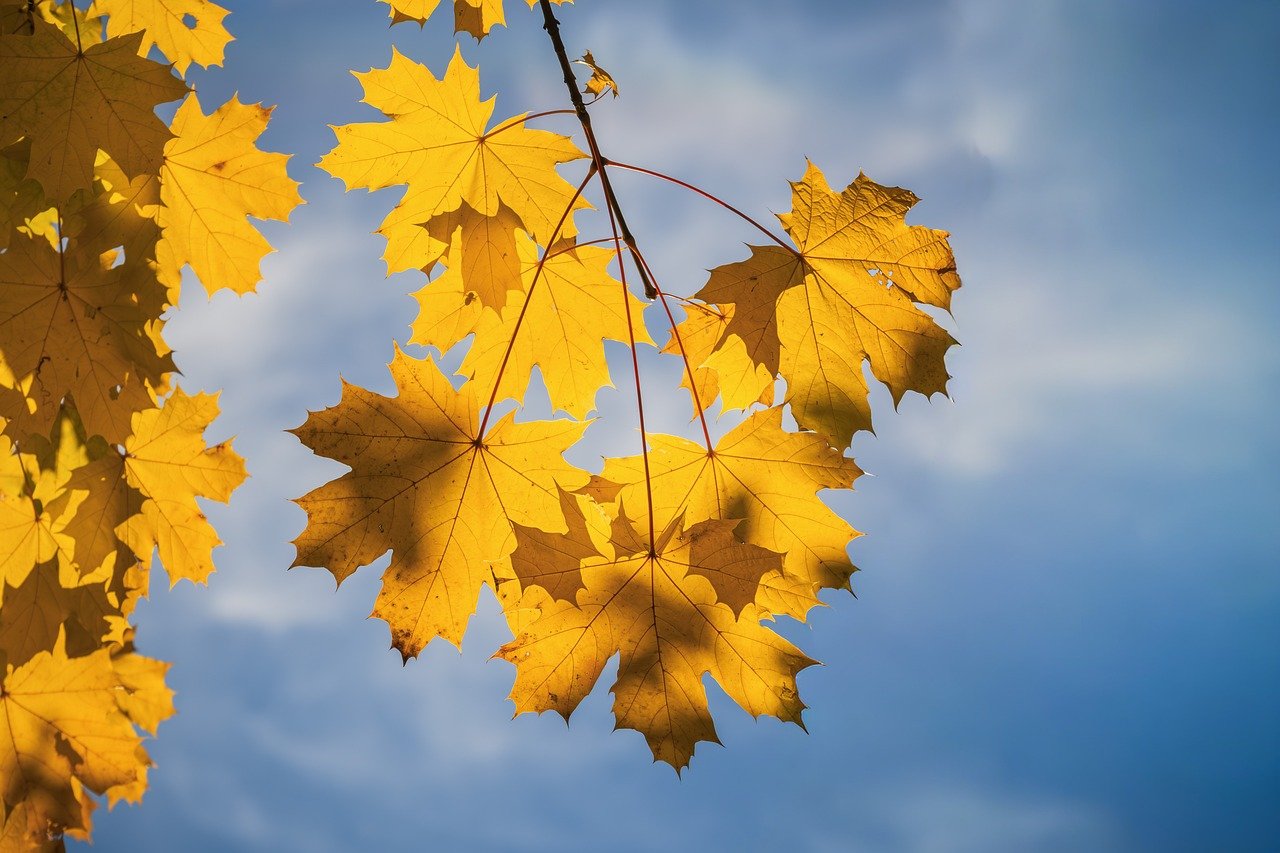 autumn leaves, fall, nature, maple leaves, maple tree, fall season, season, autumn colors, multicoloured, branches, botany, branch