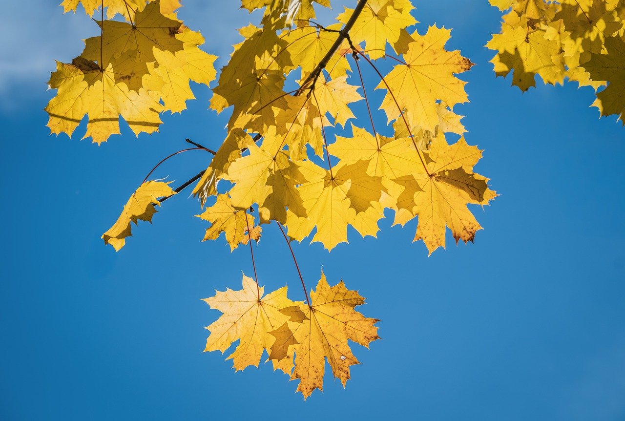 autumn leaves, fall, nature, autumn colors, leaves, yellow, maple leaves, maple tree, fall season, branches, branch, close up, heaven
