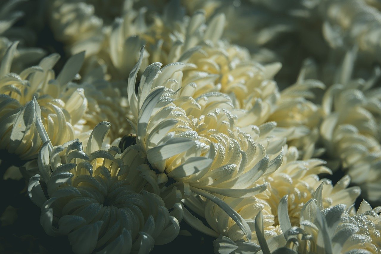chrysanthemum, nature, flower, flower wallpaper, flower background, blossom, bloom, beautiful flowers, flora, fall, close up, petals, dewdrop, morning dew, sunrise