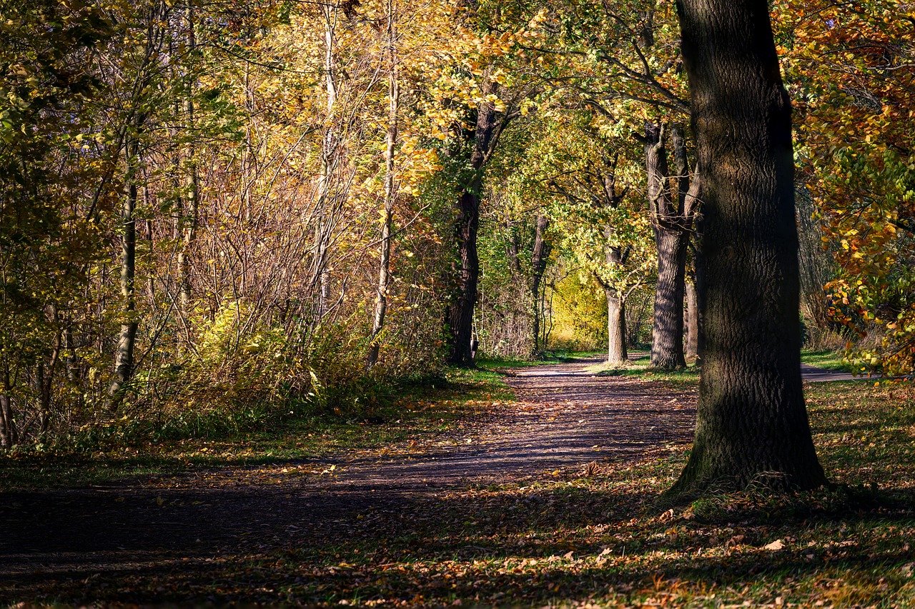 fall, nature, leaves, autumn leaves, forest, autumn colors, landscape, fall season, season, october, trees, plant, red, multicoloured, maple leaves, mood, road, branches, walk, forest path, path, side walk, forest floor