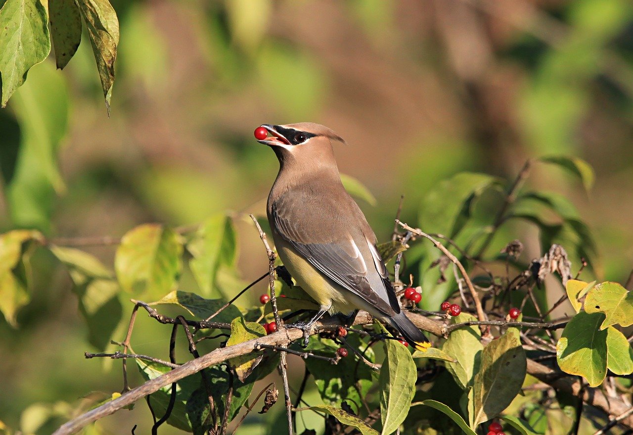 cedar waxwing, bird, nature, wildlife, feathers, ornithology, animal, perched, plumage, berries, wild, avian