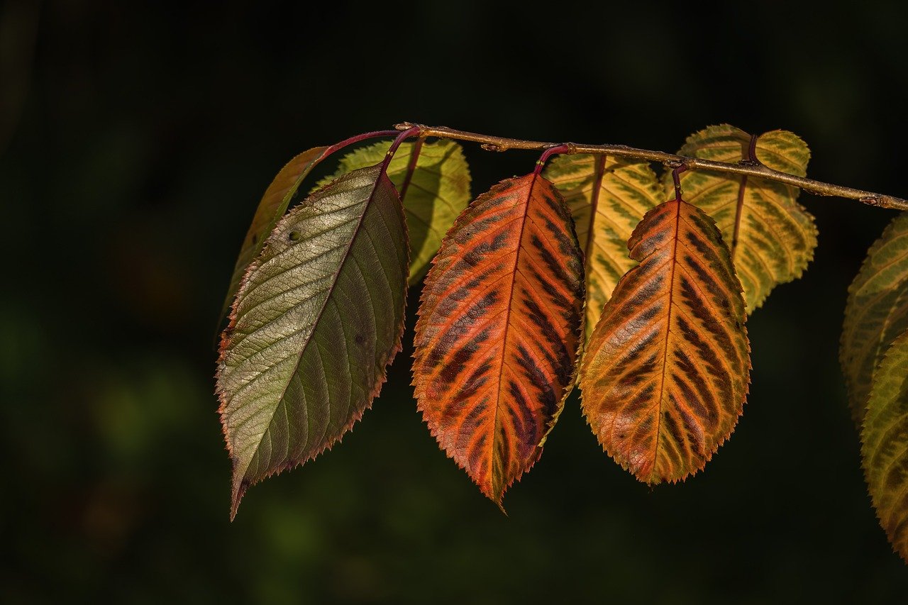 autumn, tree leaves, autumn colors, foliage, colored leaves, nature, autumn leaves, twig, leaf pattern, natural beauty, close-up, leaf, seasonal change, garden, outdoor, yellow, green, natural pattern, vintage