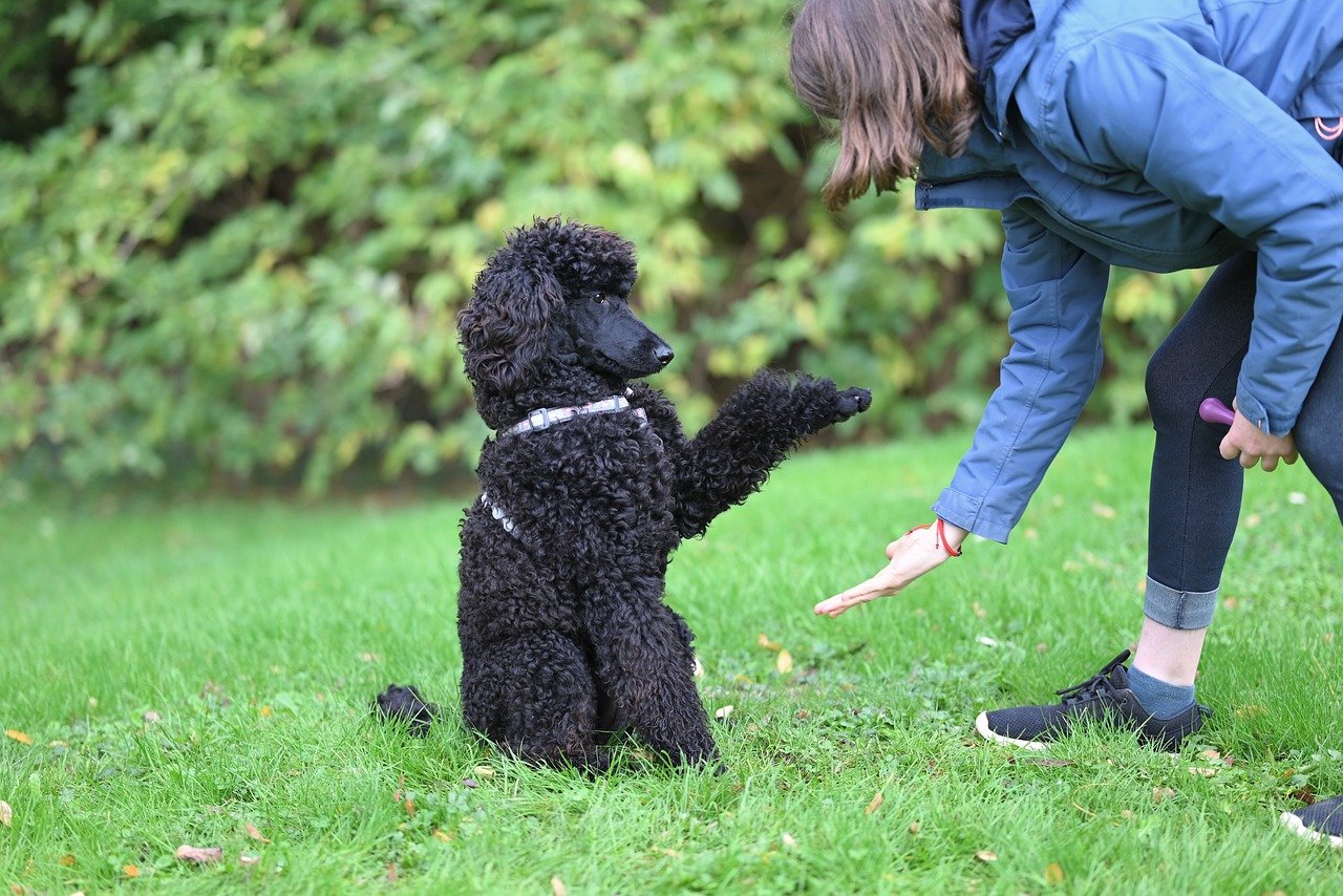 royal poodle aglaë, dog training, dog, poodle, pet, animal, nature