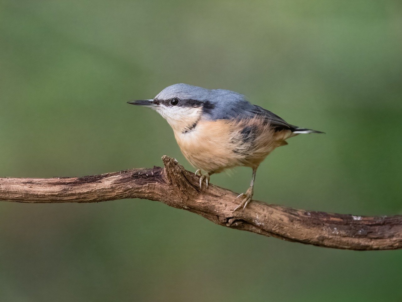 bird, nature, wildlife, plumage, ornithology, avian, birdwatching, feathers, perched, branch, nuthatch, tree, bark