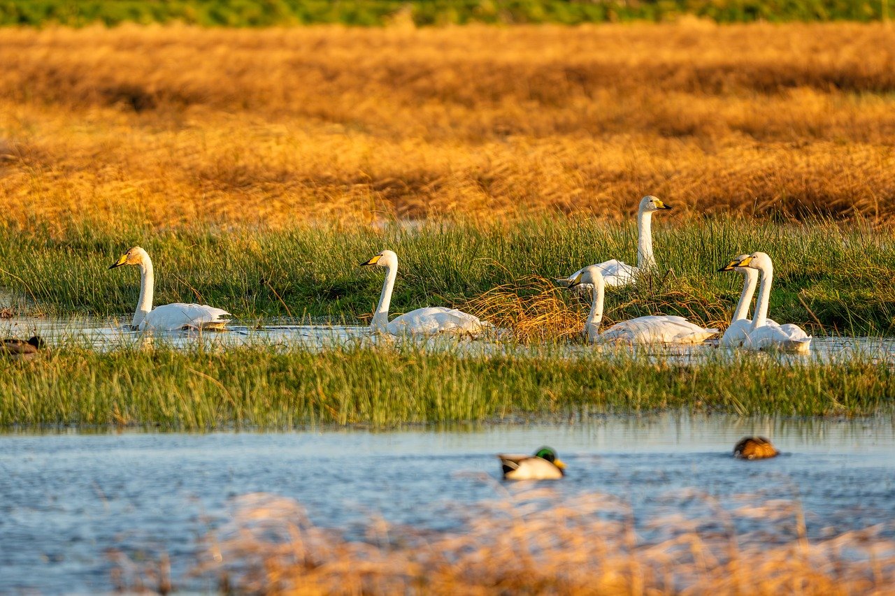 nature, wildlife, plumage, ornithology, avian, feathers, birdwatching, birds, islay, scotland, swan, swans