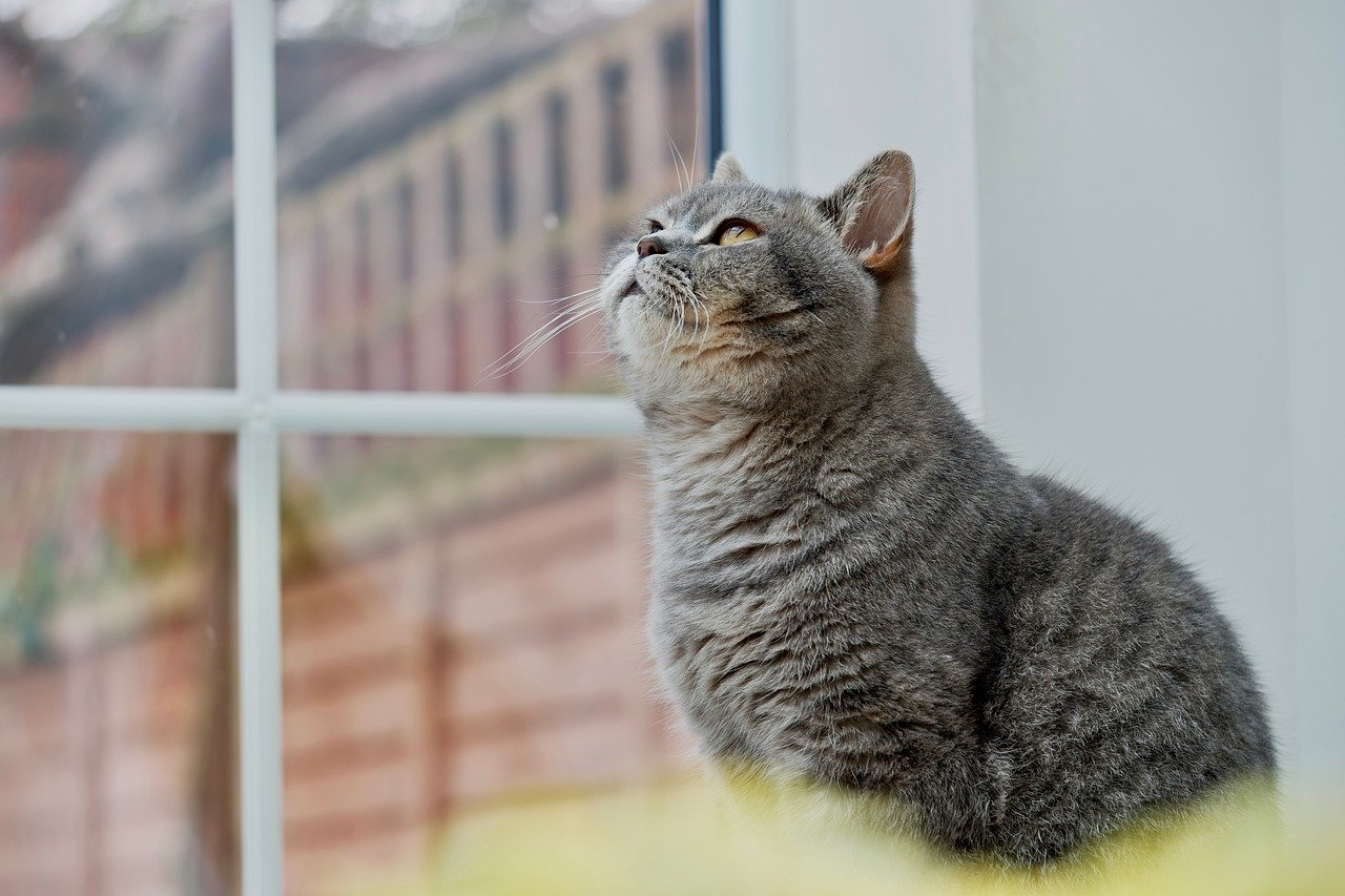 cat, pet, cute, animal, portrait, mammal, nature, british shorthair, window, gazing, curious, wood, winter, calm, home, observing, quietly, meditative, outside, profile, rest